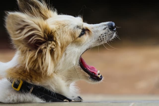 Angry Dog Barking
