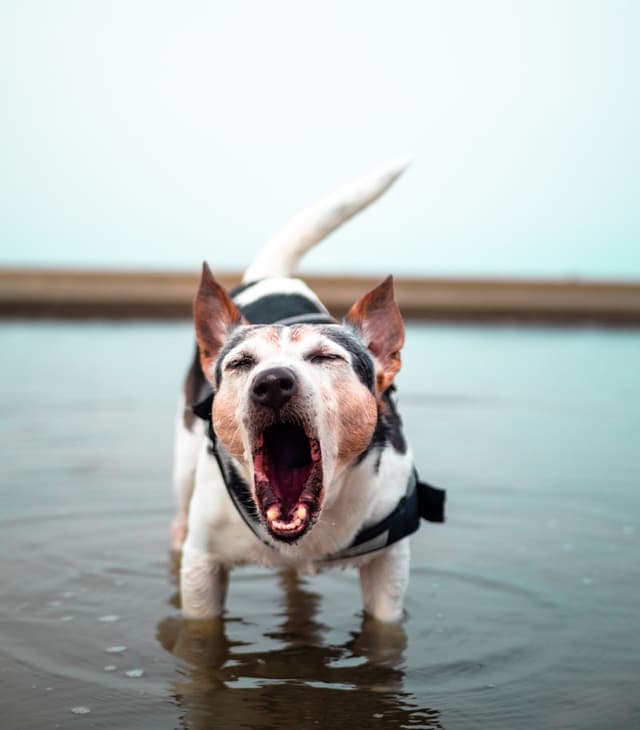 Guard Dog Barking