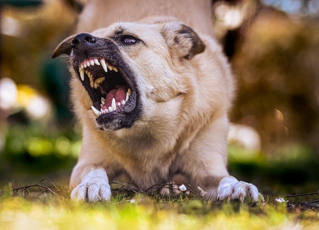 Food Guarding Growl