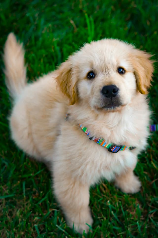 Tiny Puppy Bark