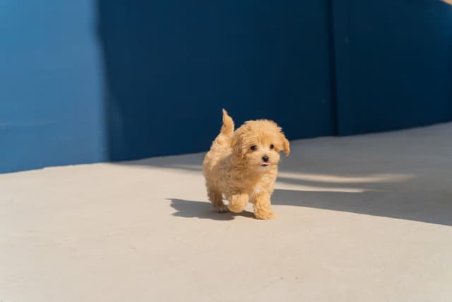 Puppy Whimper