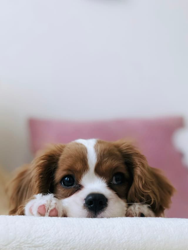 Chihuahua Puppy Singing