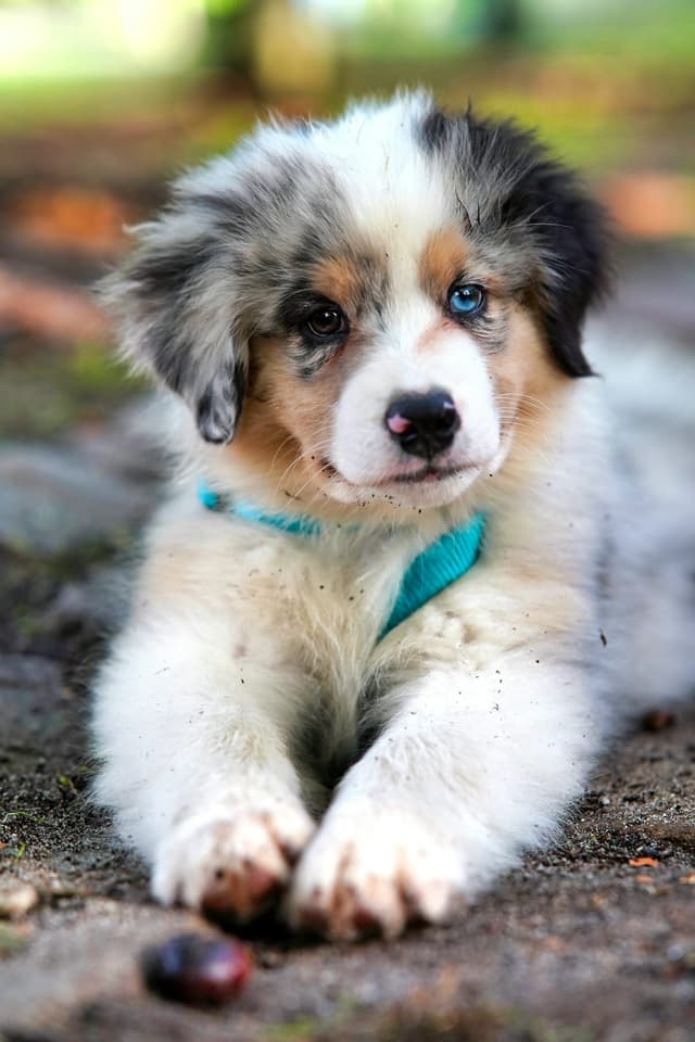 Puppy Crying Final