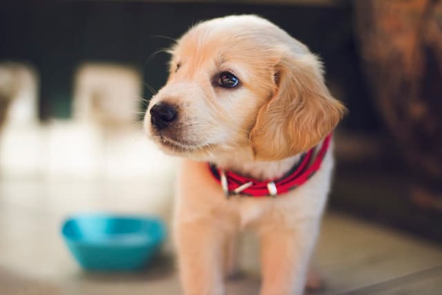 Puppy Crying